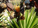 Doryanthes palmeri seed pod